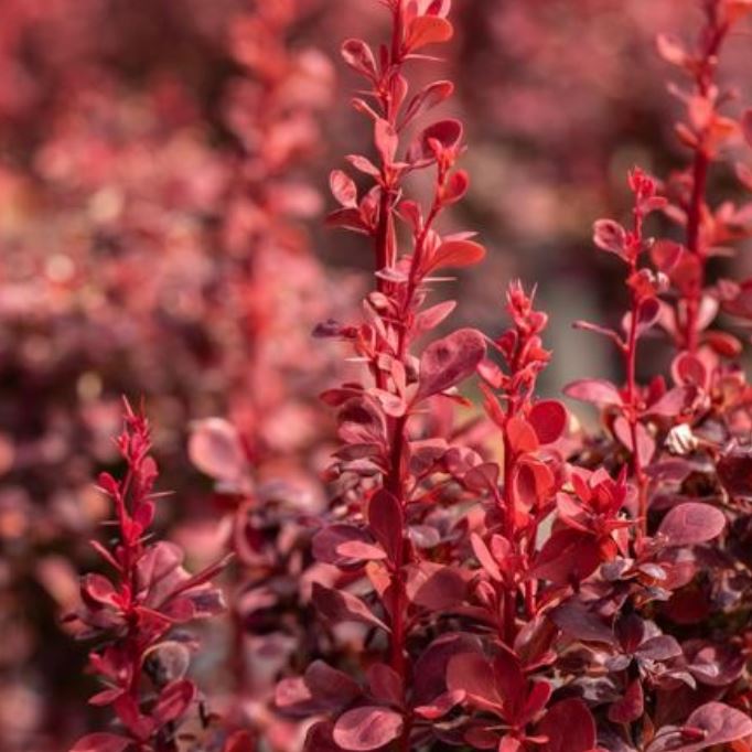 Berberitze 'Ruby Star'