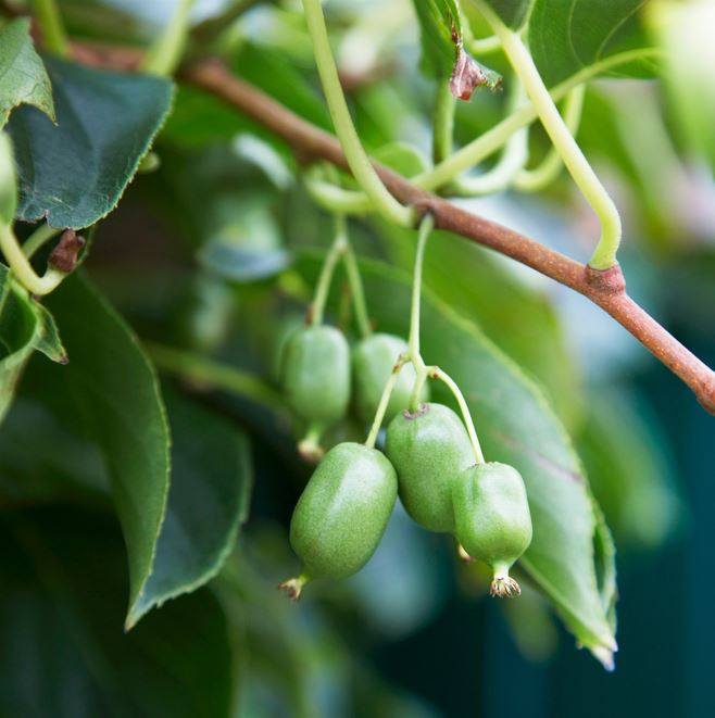 Kiwi 'Issai'