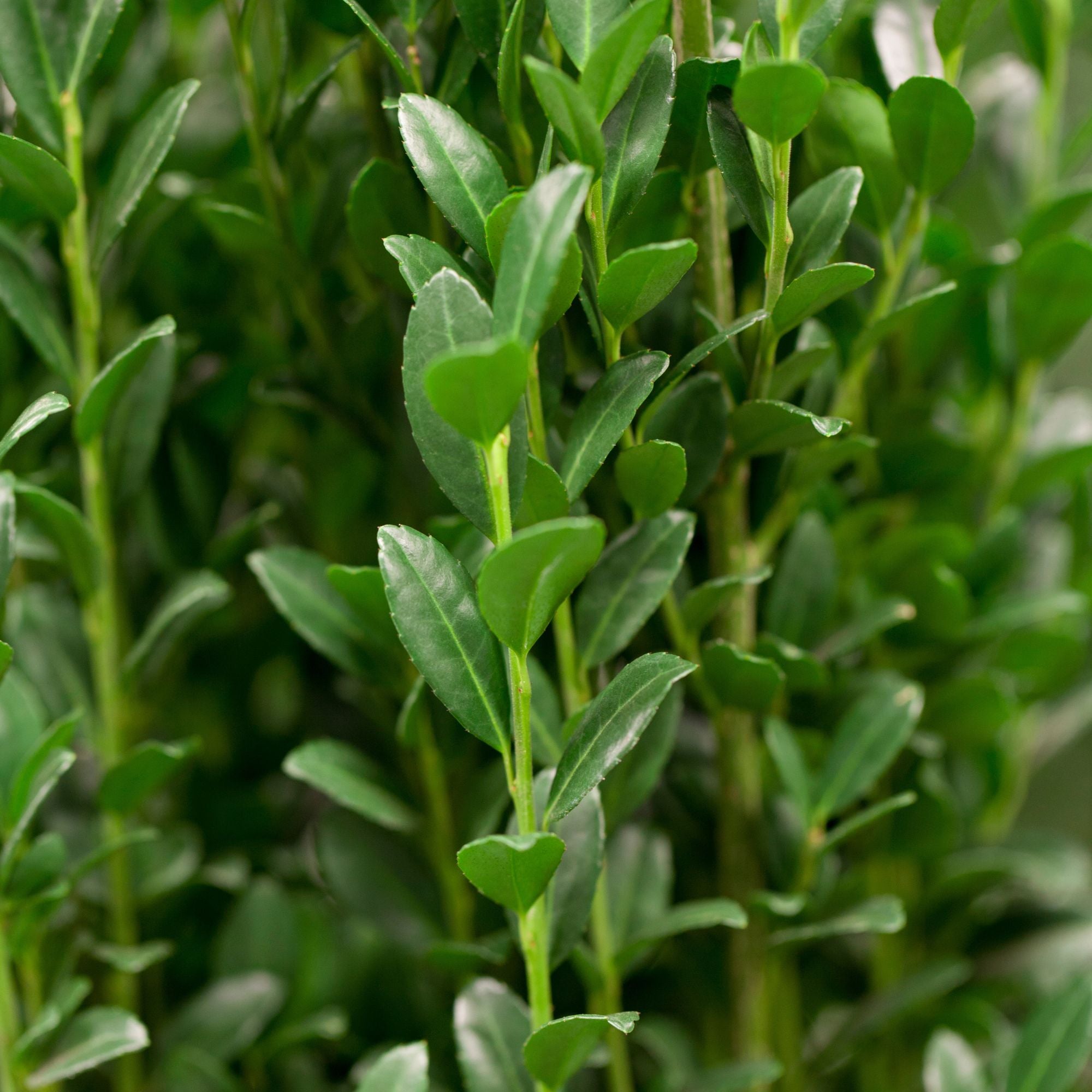 Säulen-Berg-Ilex 'Fastigiata'