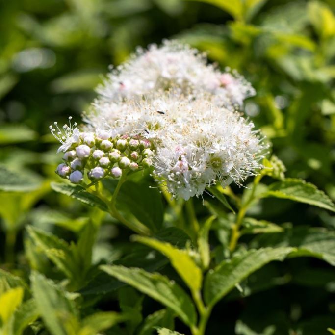 Weiße Zwergspiere 'Albiflora'