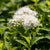 Weiße Zwergspiere 'Albiflora'