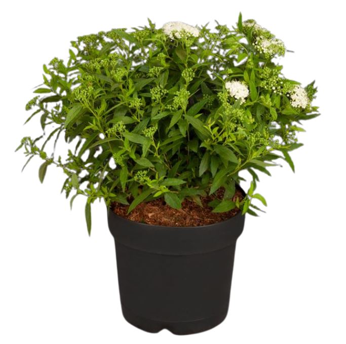 Weiße Zwergspiere 'Albiflora'