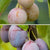 Bio-Obst Zwetschge & Pflaume, 2 Pflanzen