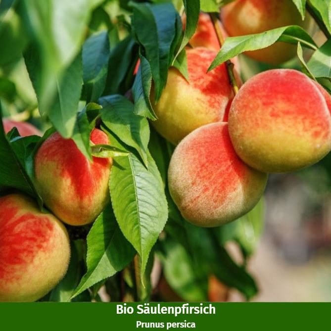 Bio-Säulenobst Pfirsich & Pflaume, 2 Pflanzen