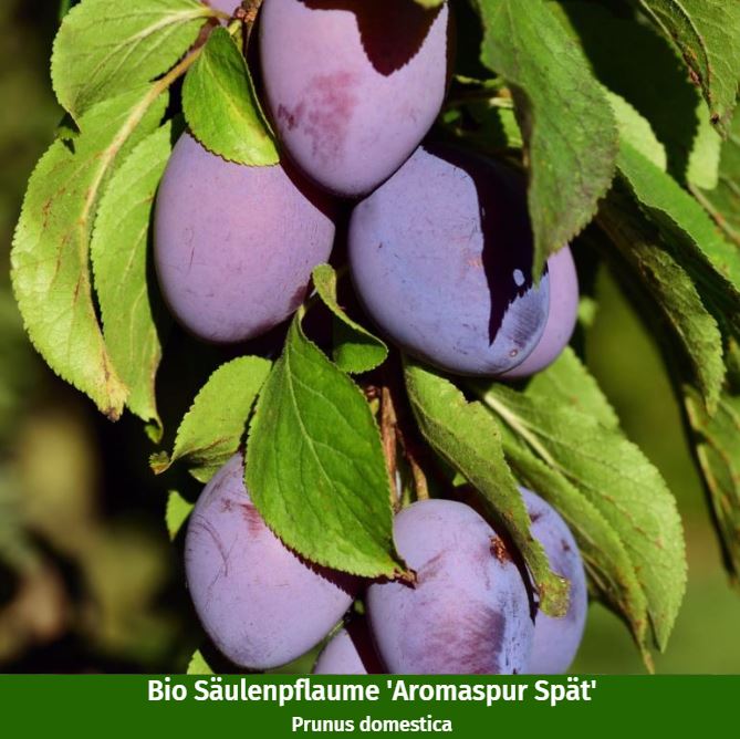 Bio-Säulenobst Pfirsich & Pflaume, 2 Pflanzen