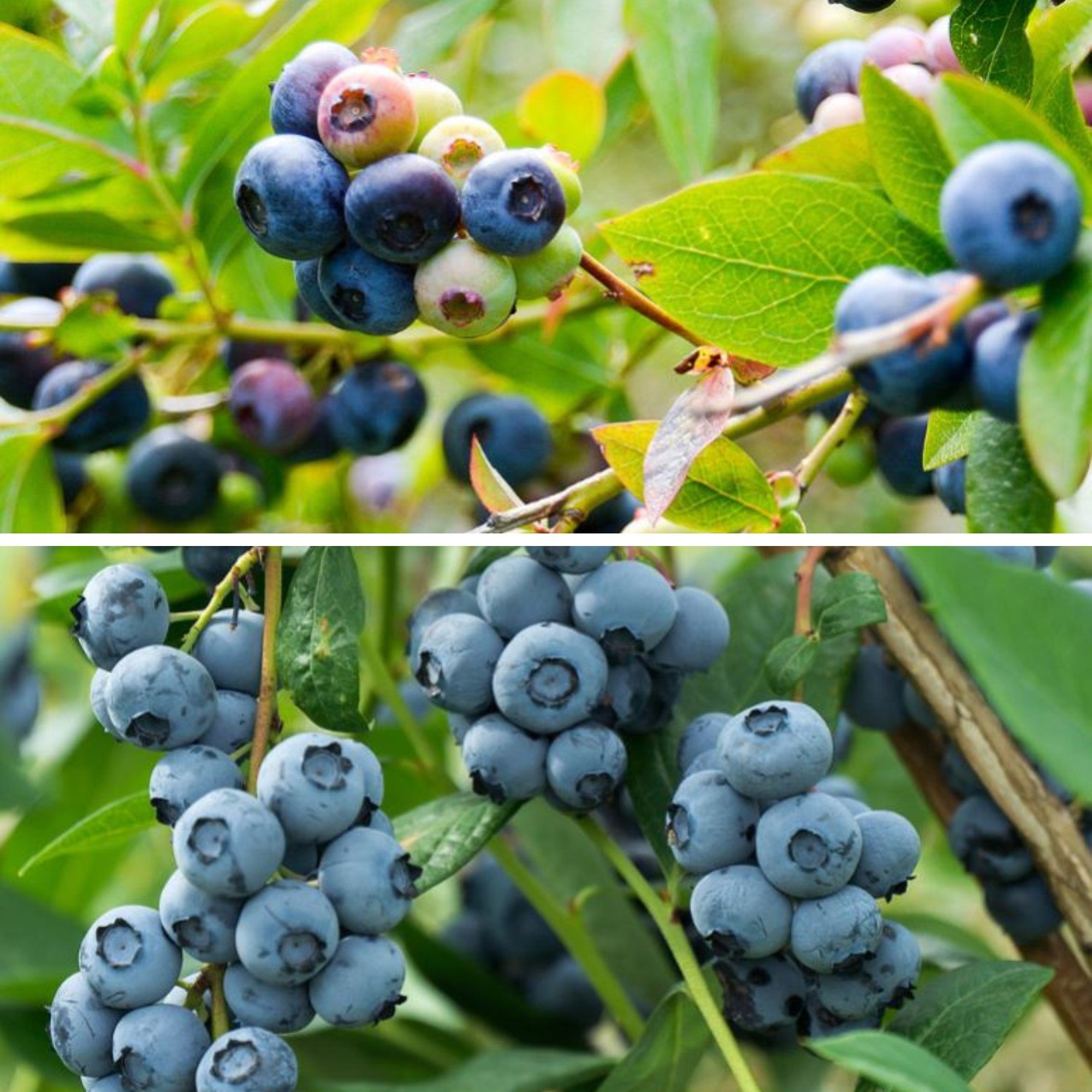 Bio-Obst Heidelbeere, 2 Pflanzen