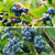 Bio-Obst Heidelbeere, 2 Pflanzen