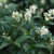 Liguster 'Atrovirens'