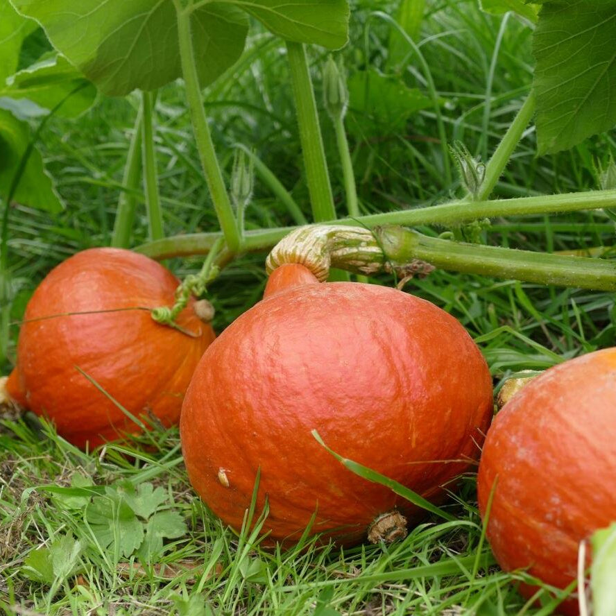 Hokkaido-Kürbis 'Ushiki Kuri'