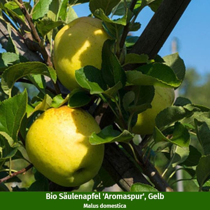 Bio-Säulenobst Apfel & Kirsche, 2 Pflanzen