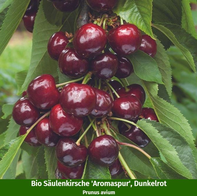 Bio-Säulenobst Apfel & Kirsche, 2 Pflanzen
