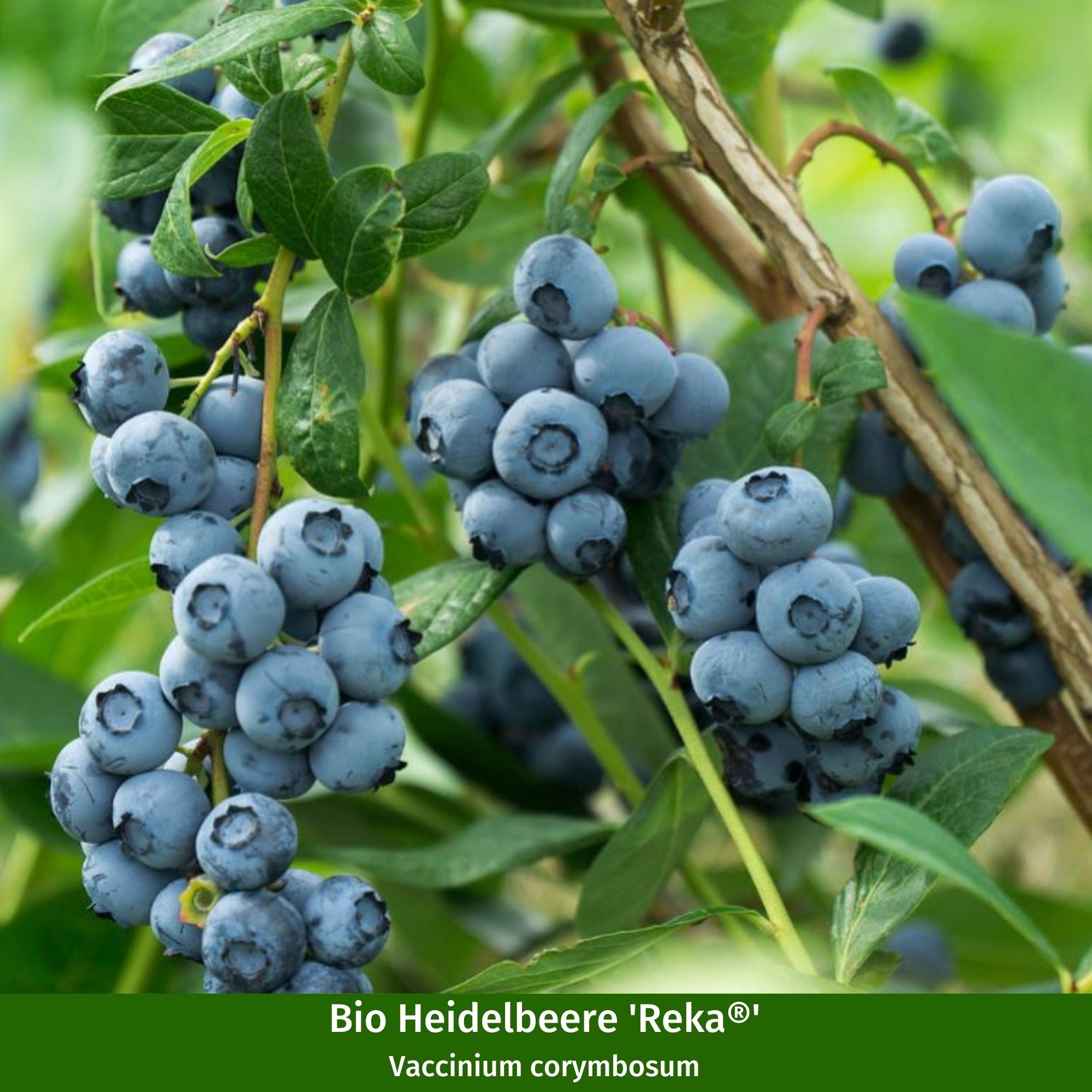 Bio-Obst Heidelbeere, 2 Pflanzen