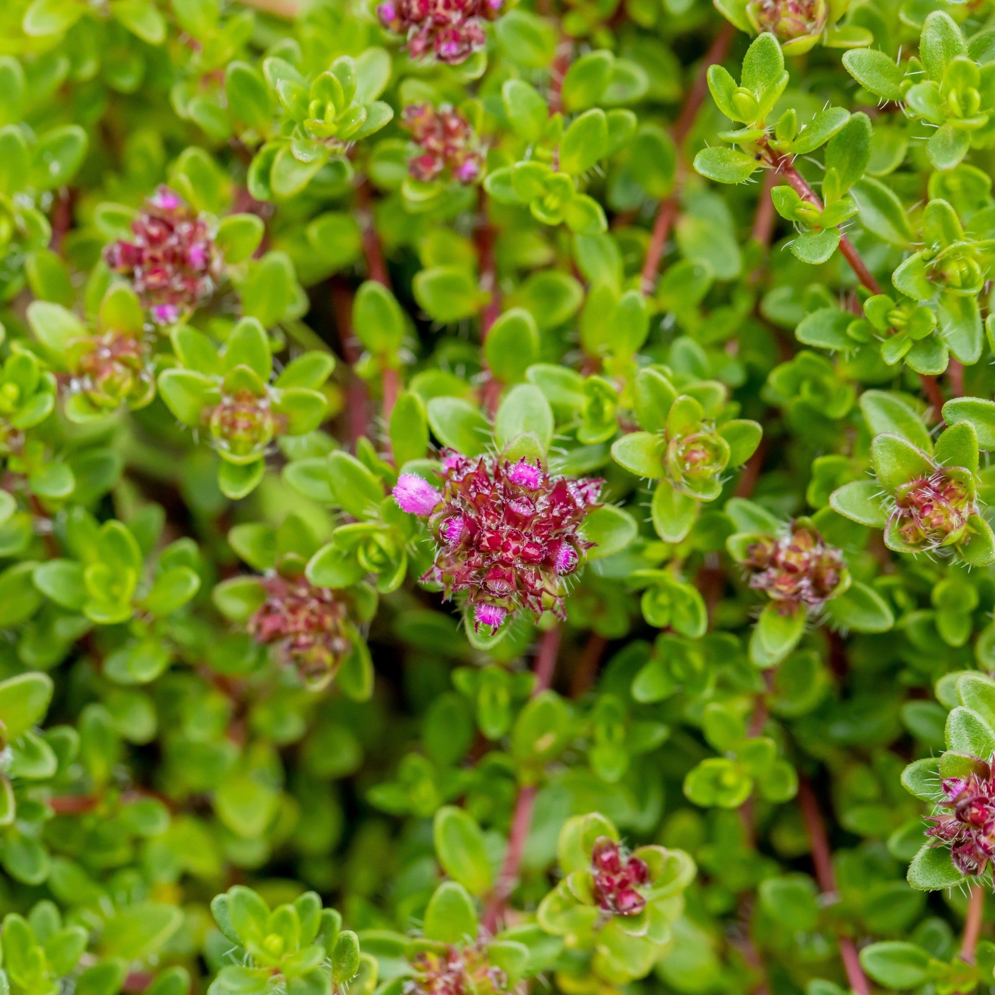 Sand-Thymian