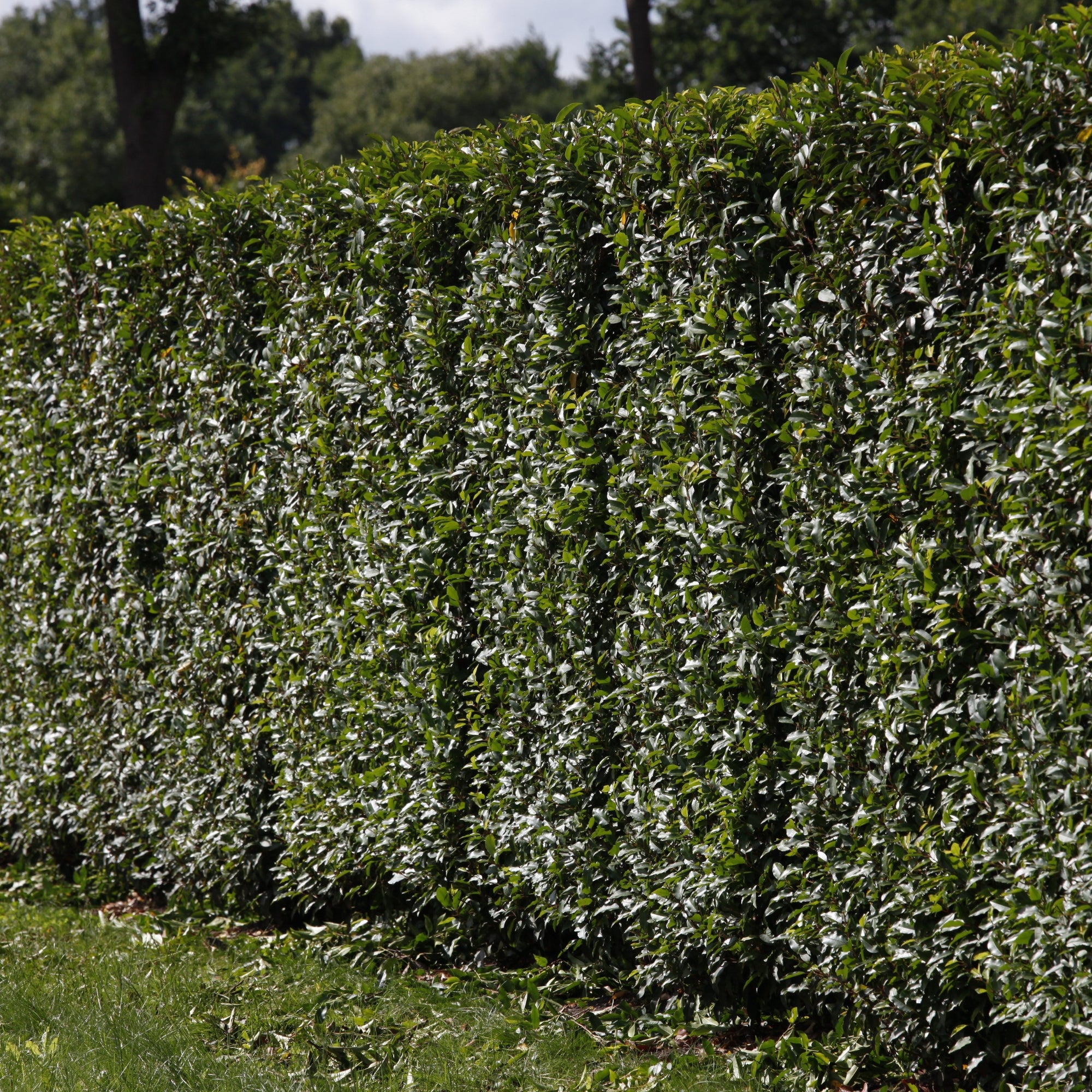 Portugiesischer Kirschlorbeer 'Angustifolia', ca. 25 - 30 cm, 2 m Hecke