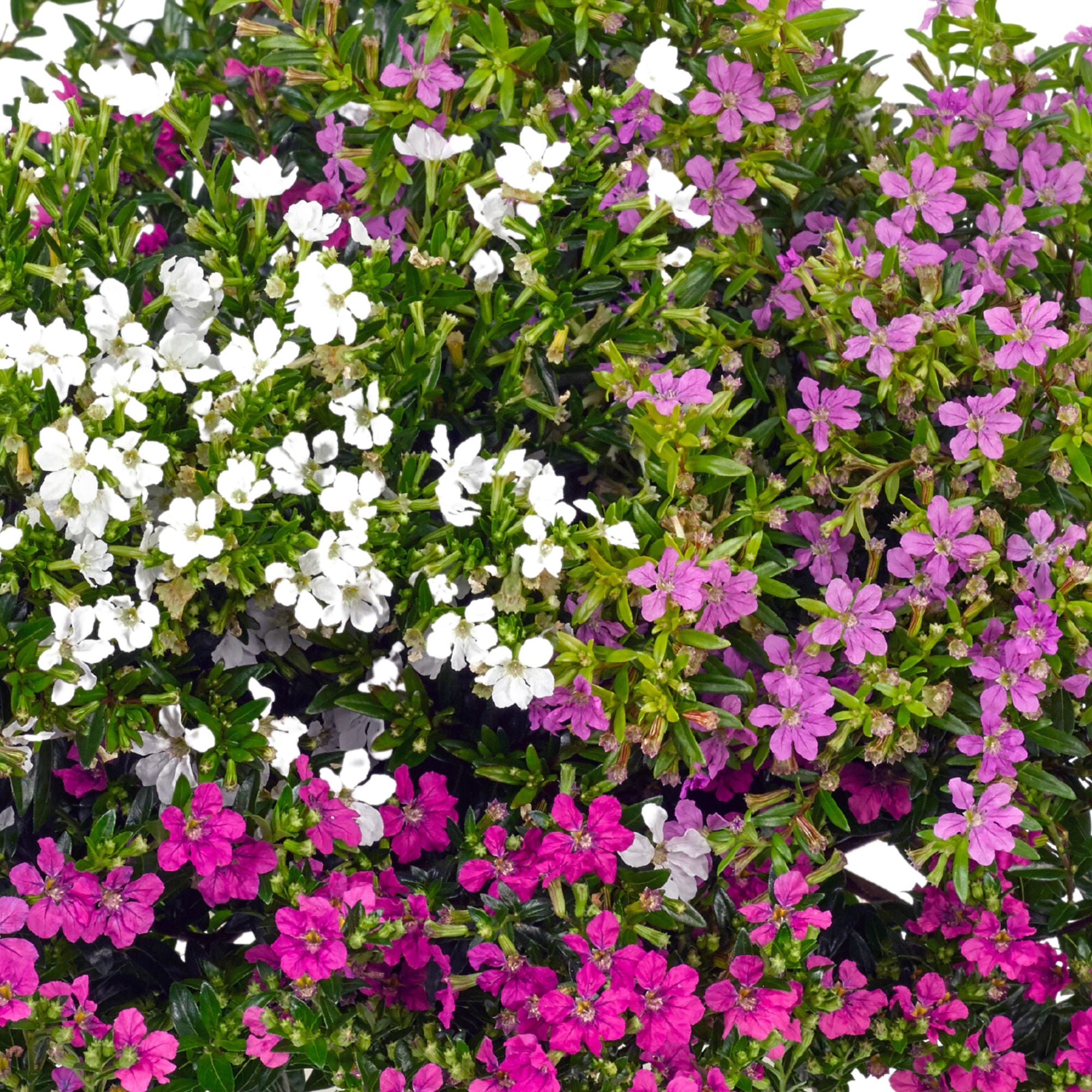 Japanische Myrthe 'Flory Glory Trio'