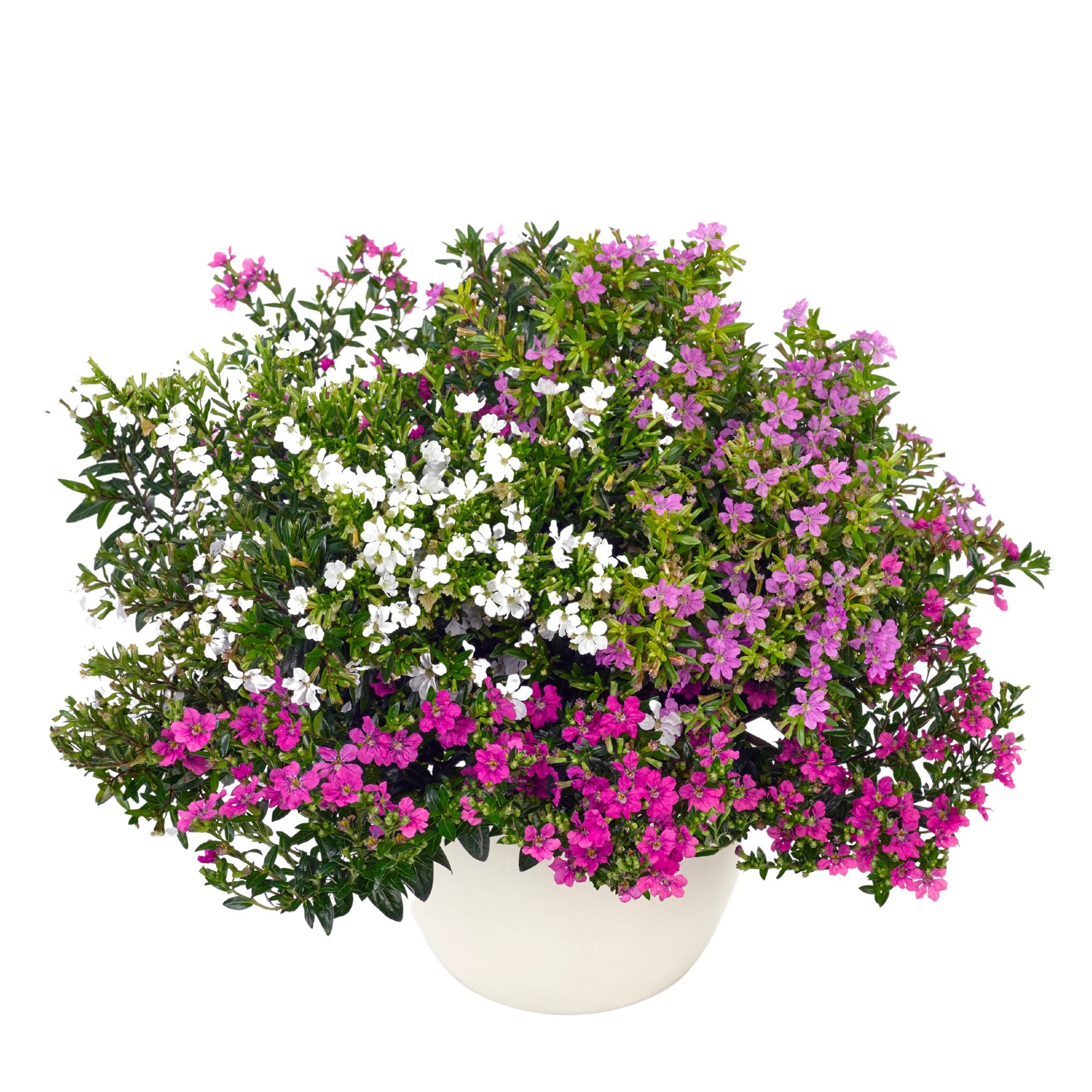 Japanische Myrthe 'Flory Glory Trio'