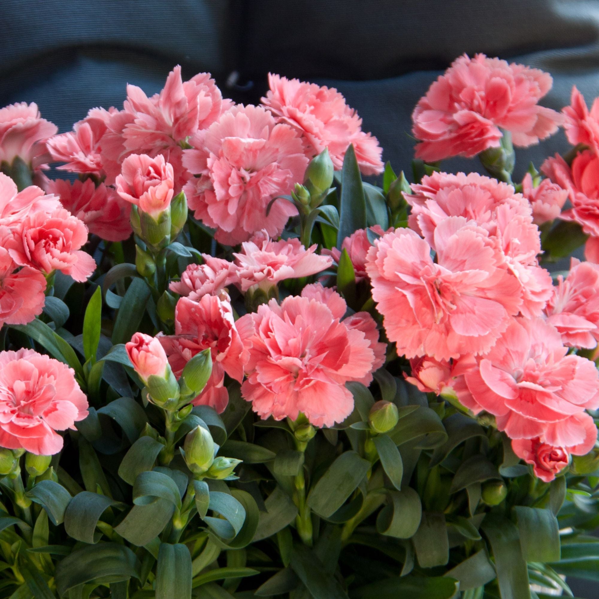 Gartennelke 'Oscar®'