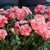 Gartennelke 'Oscar®'