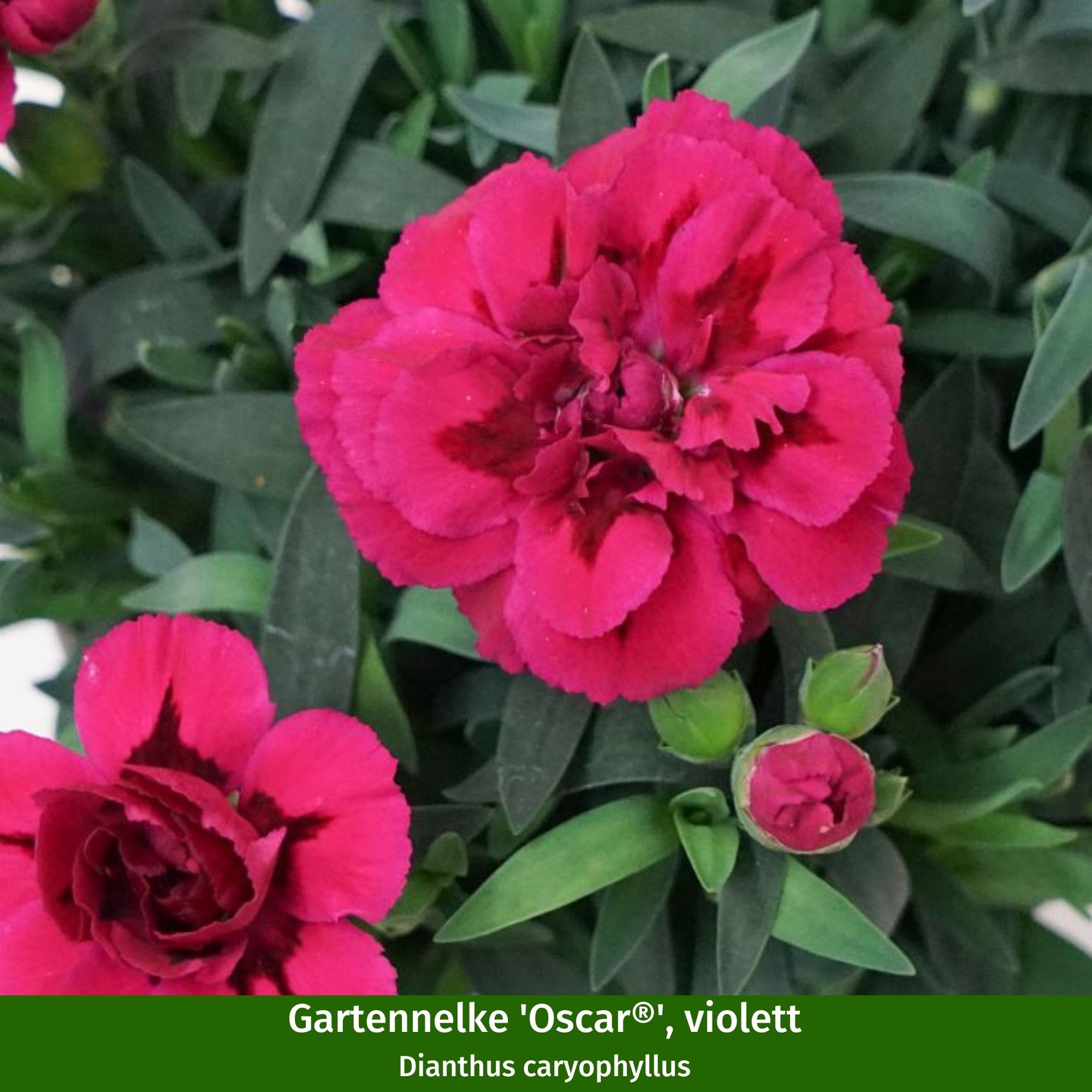 Gartennelken-Set 'Oscar®'