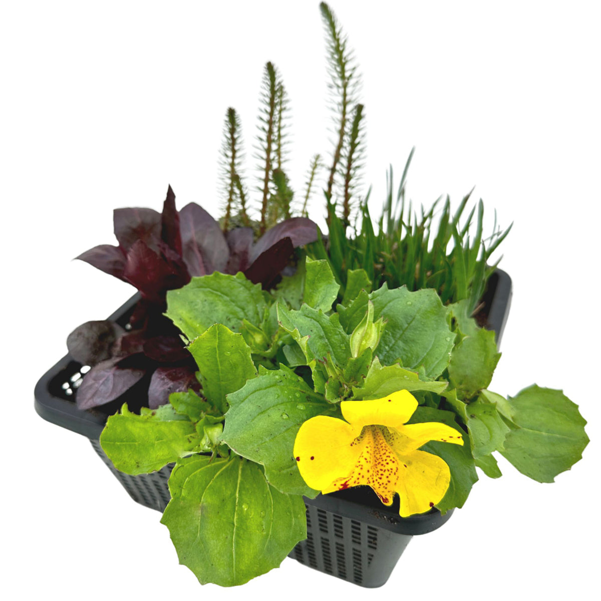 Wasserpflanzen "Starter-Set"