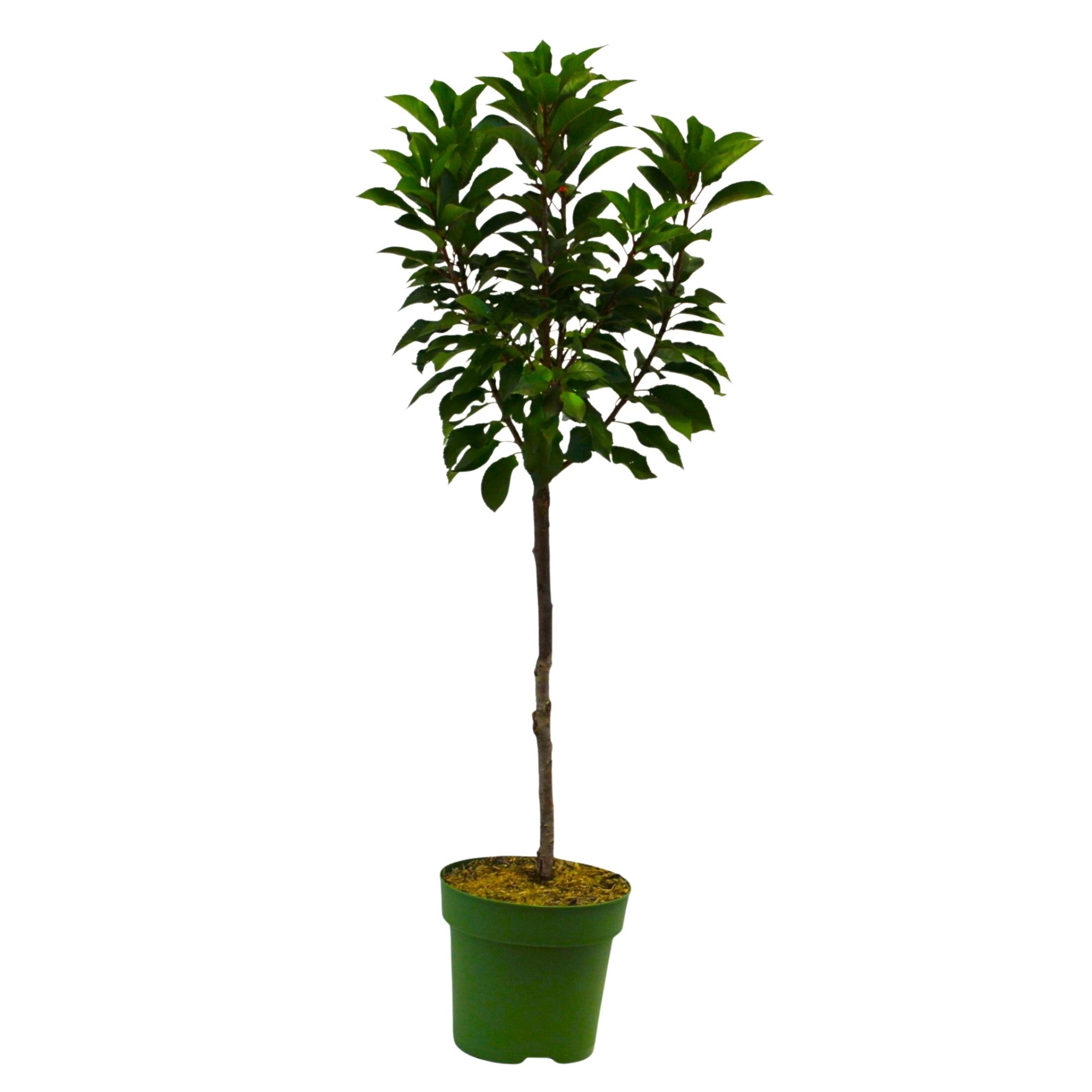 Bio Zwergsauerkirsche Zwergenstar® 'Cinderella'