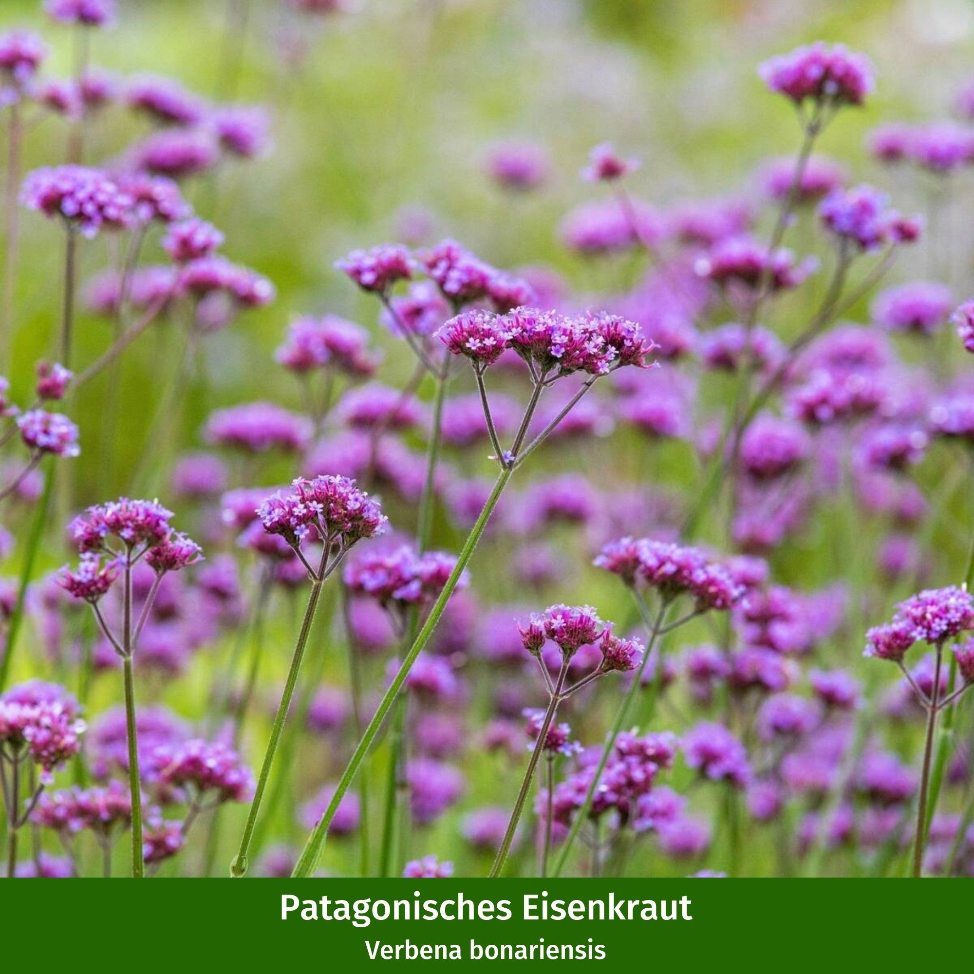 Stauden-Set "Sonnenblüten für Bienen"
