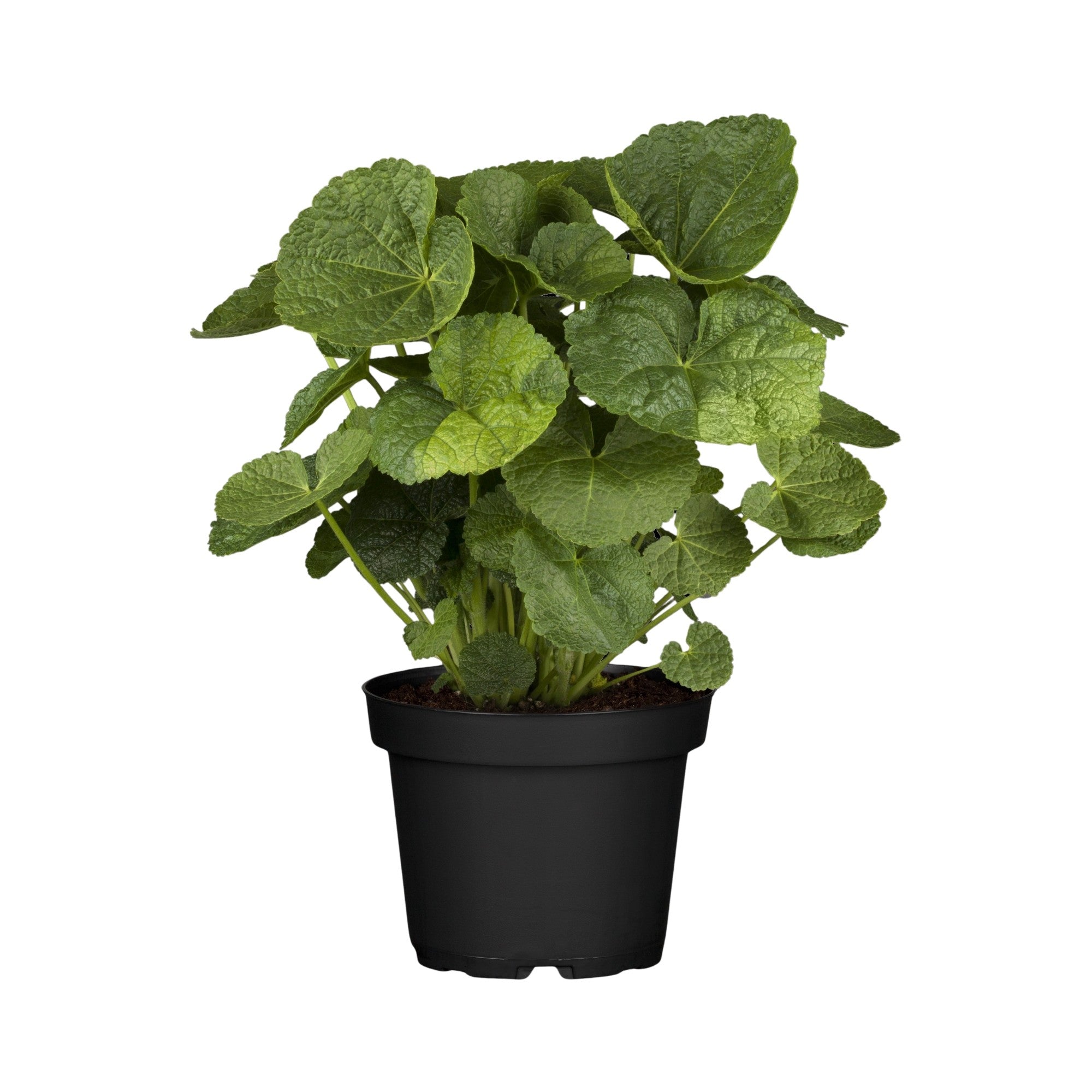 Stockrose 'Nigra'