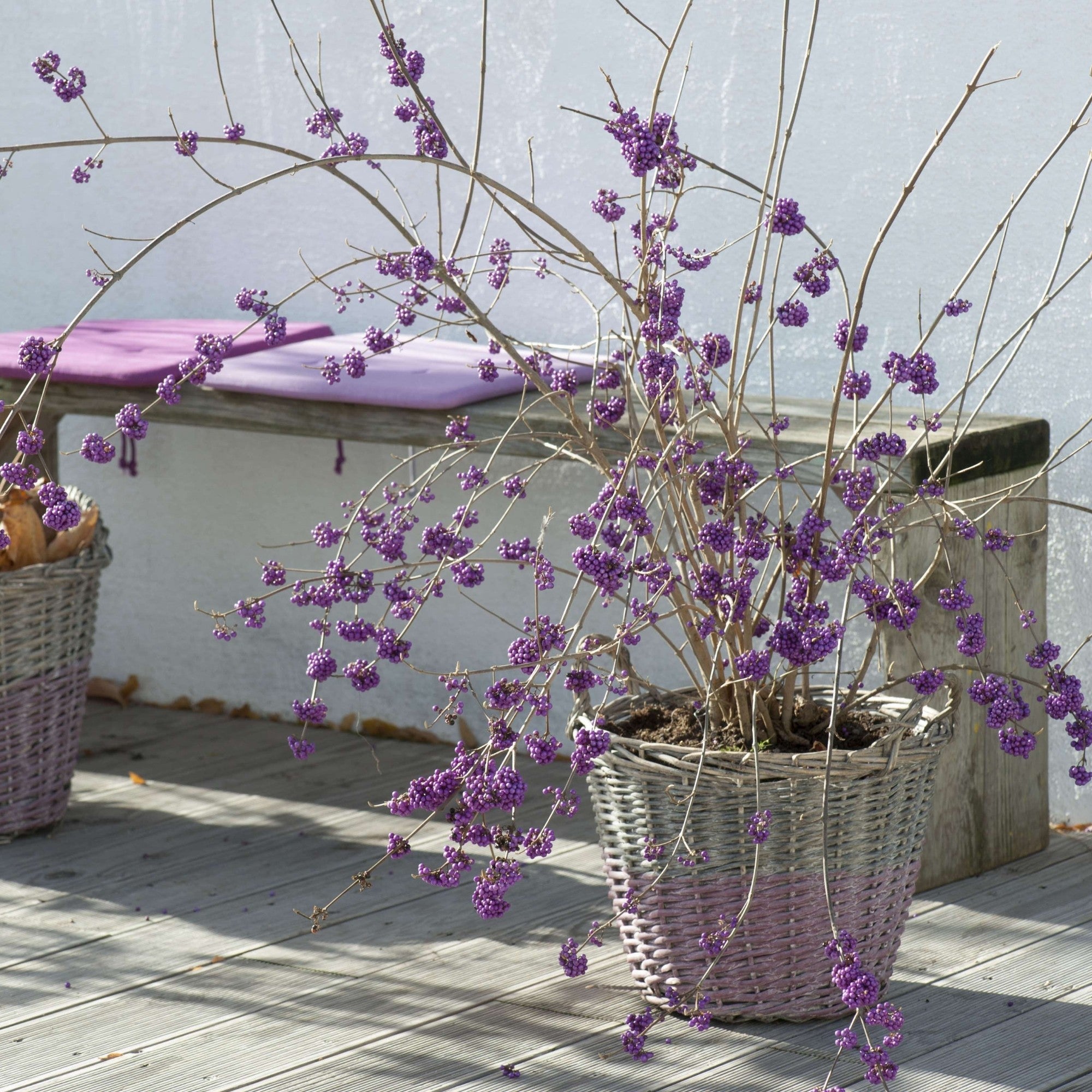 Liebesperlenstrauch 'Profusion'