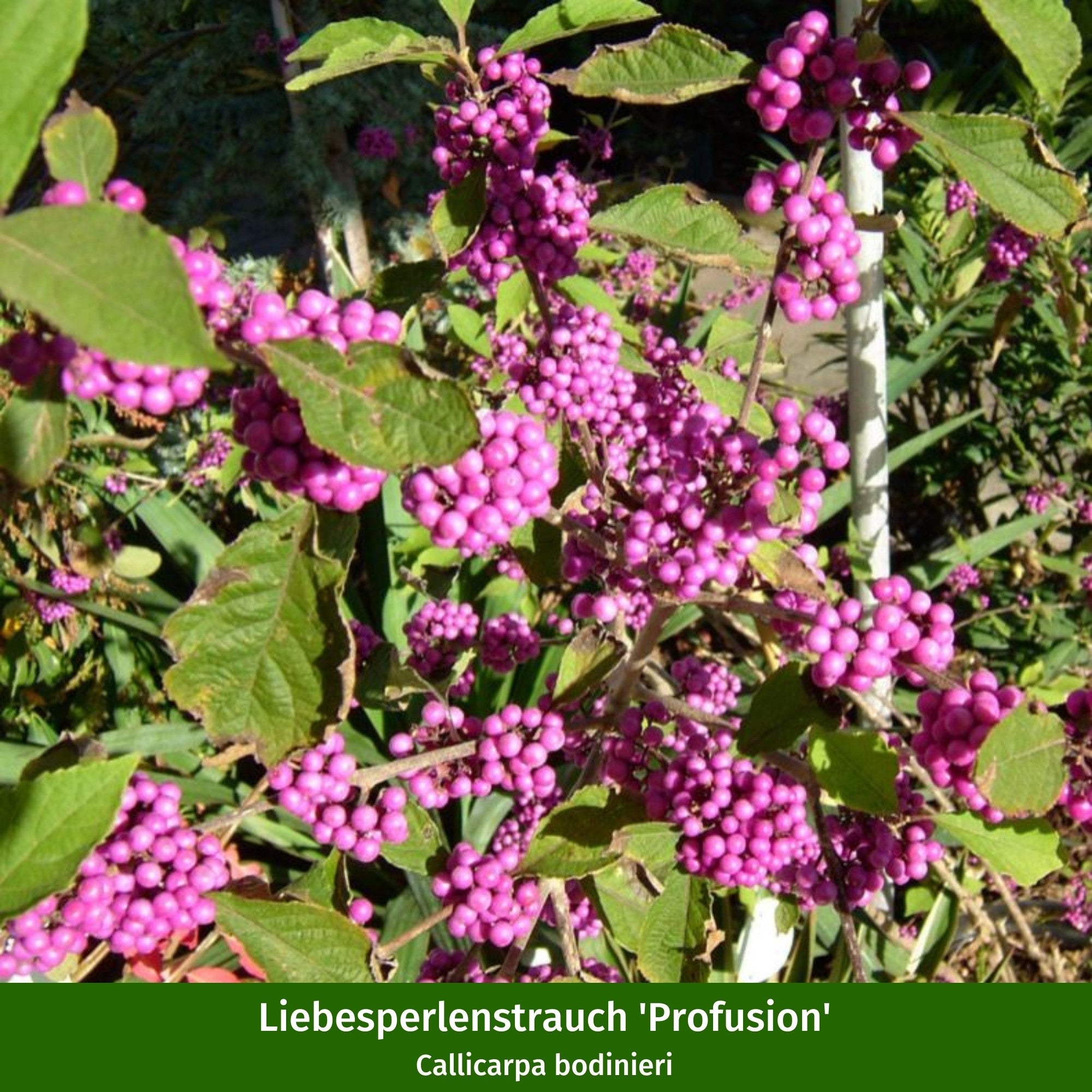 Pflanzen-Set "Herbstliche Farbvielfalt"