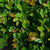 Traubiger Zweigriffel 'Coppertone®'
