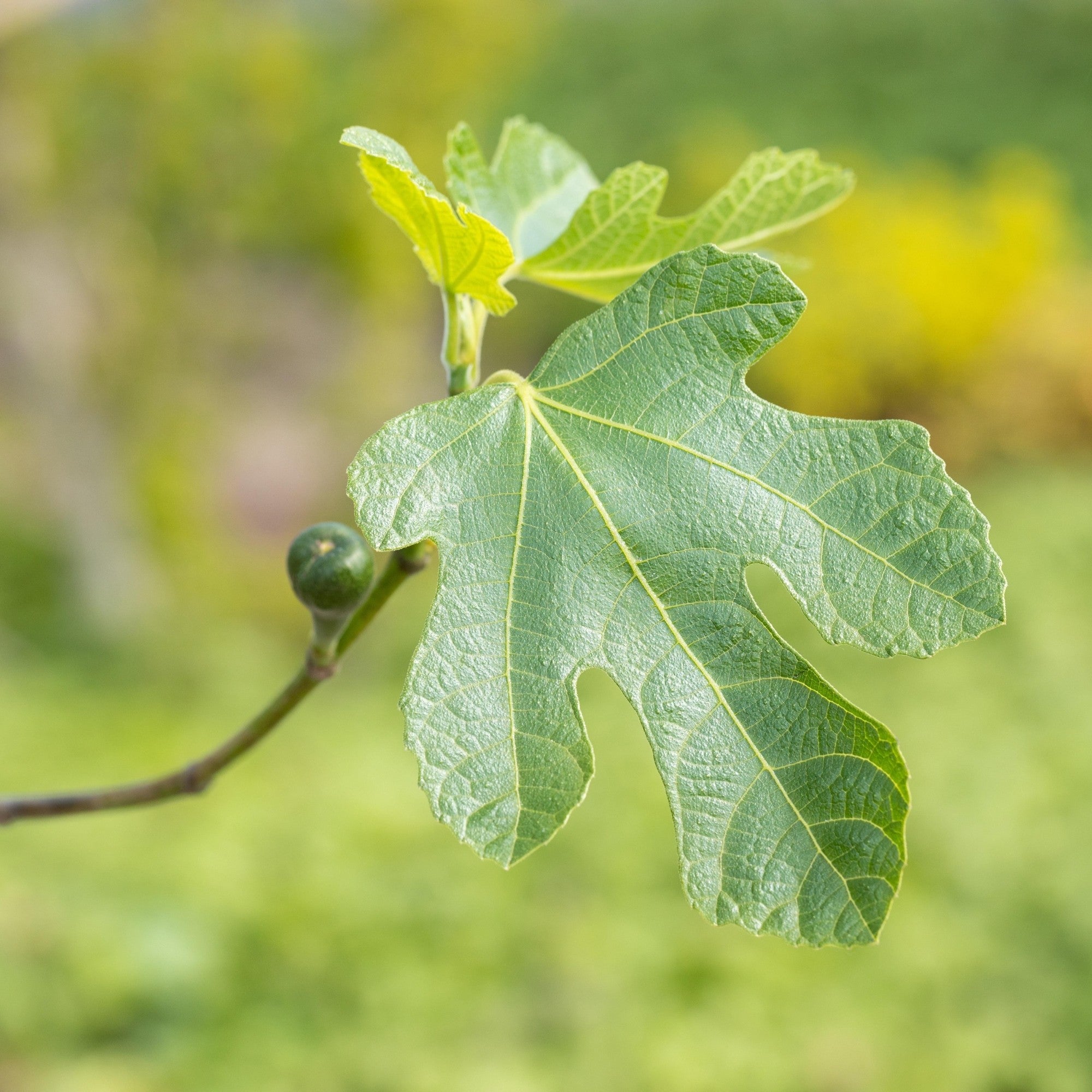 Feigenbaum 'Firoma®'