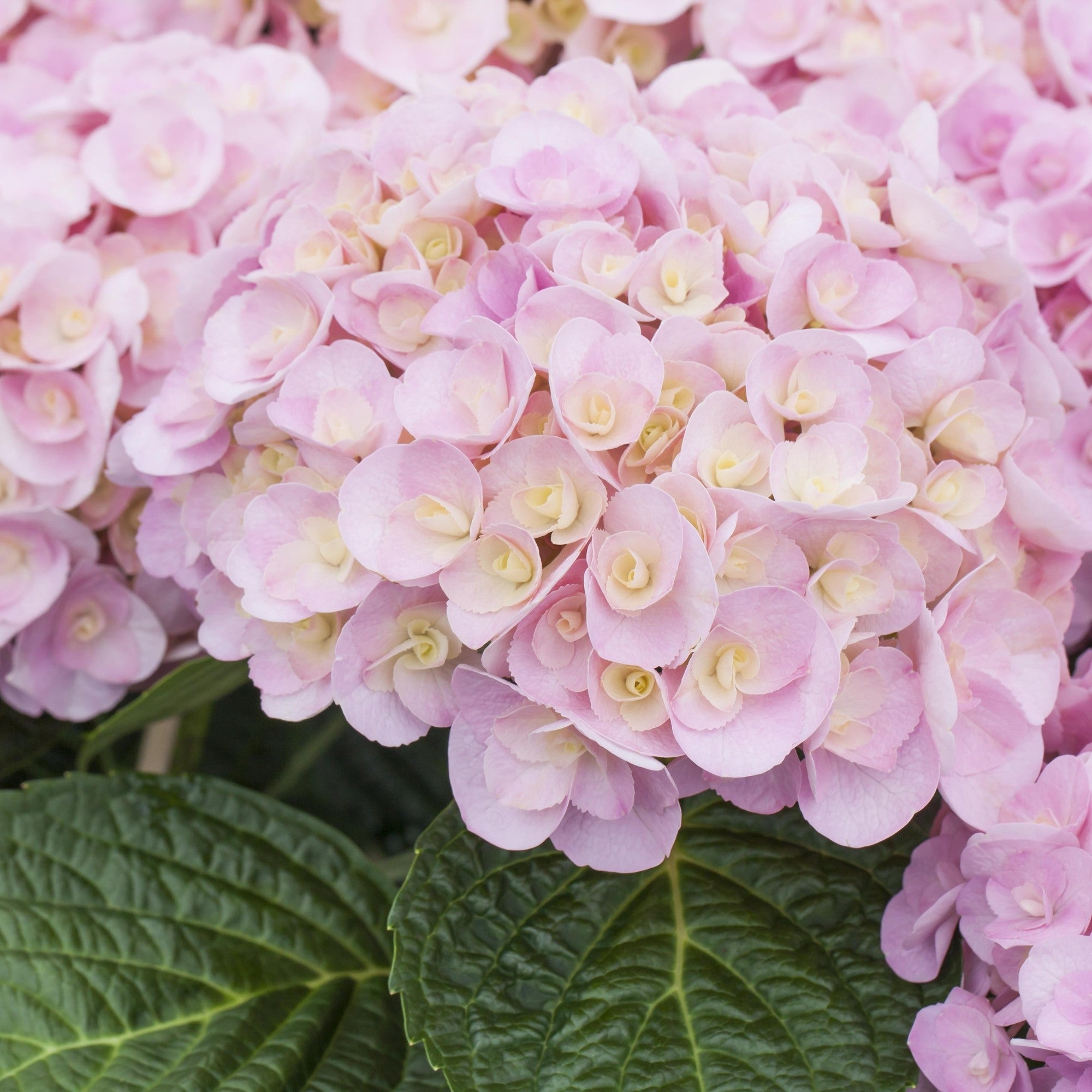 Bauernhortensie 'Love'