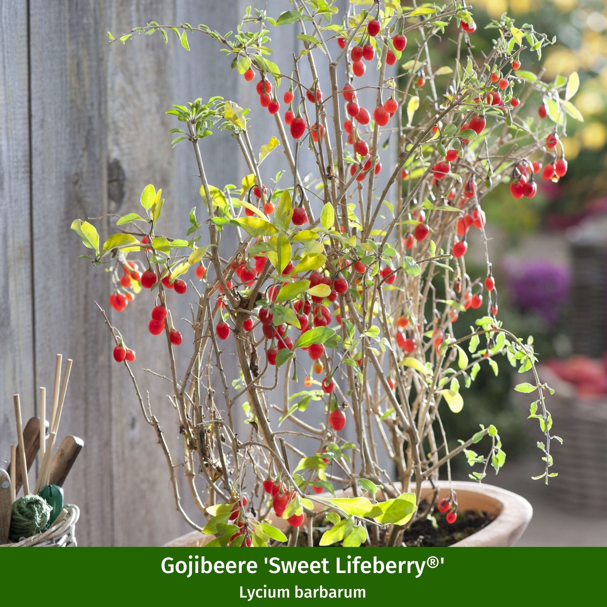Beeren-Set "Fruchtbeeren"