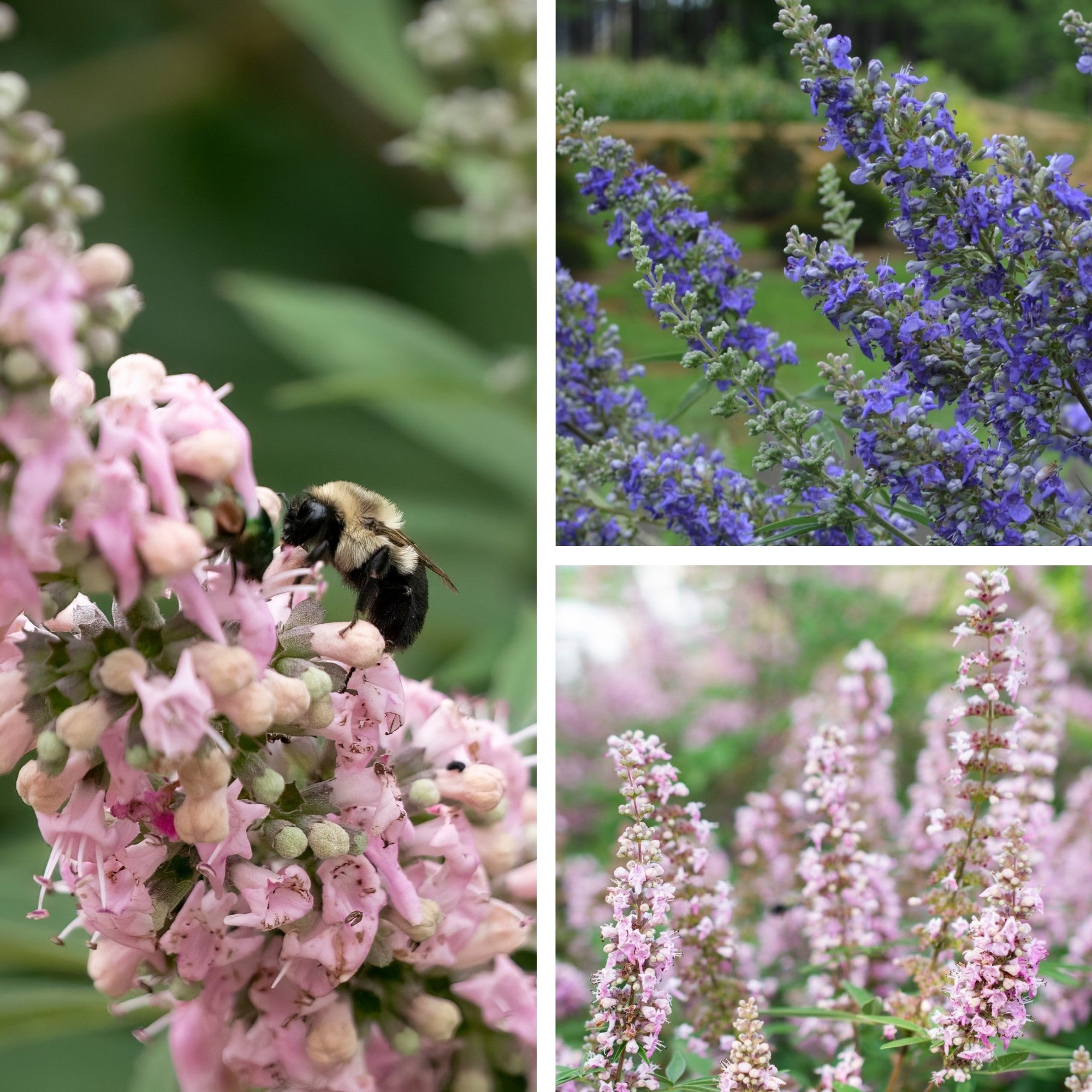 Pflanzen-Set "Vitex-Mix"