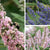 Pflanzen-Set "Vitex-Mix"