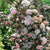 Blasenspiere 'Magical® Sweet Cherry Teaⓢ'