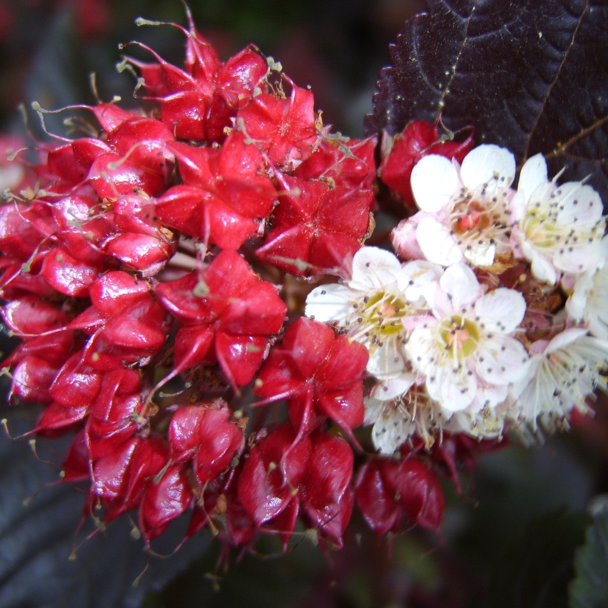Blasenspiere 'Midnight®'