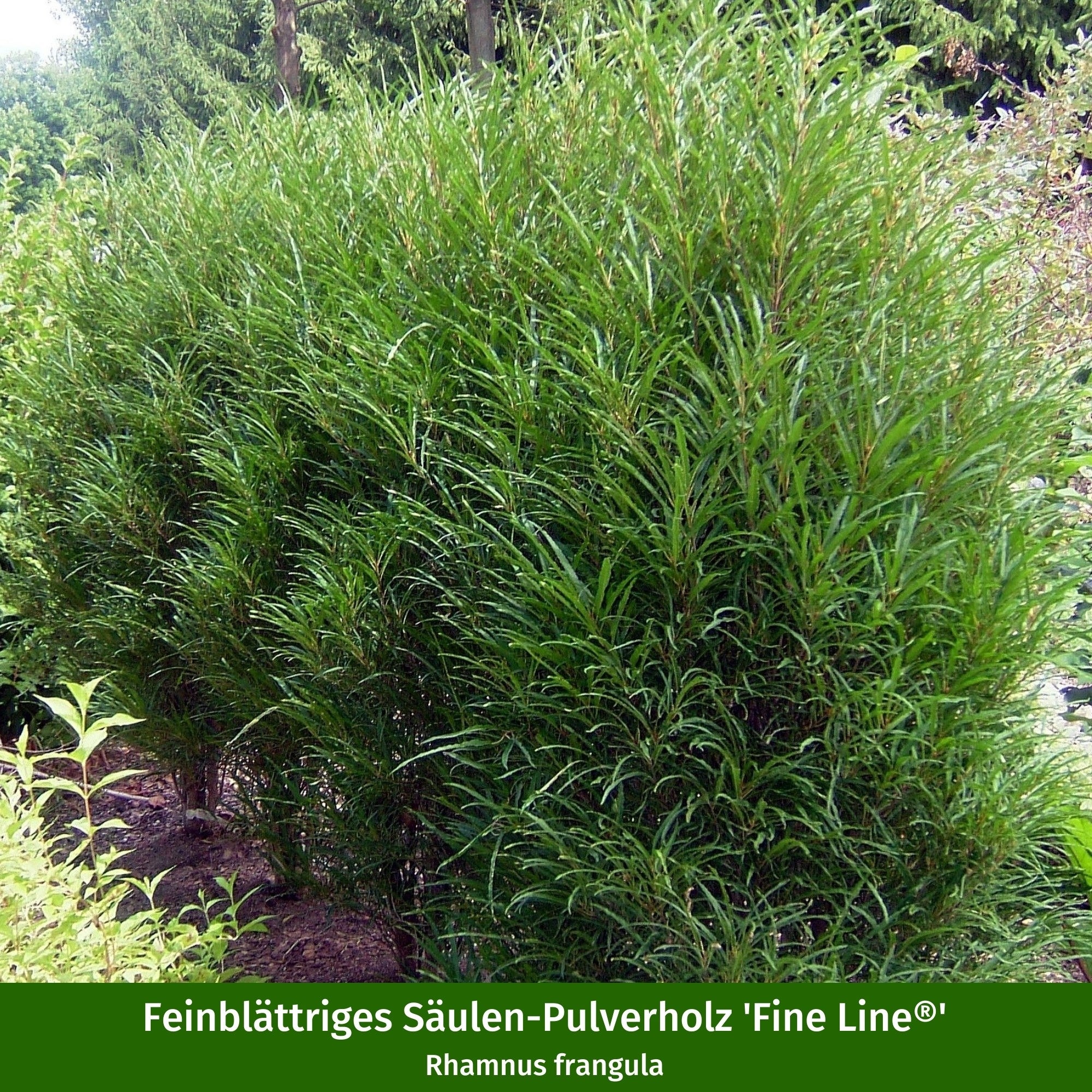 Pflanzen-Set "Herbstliche Farbvielfalt"