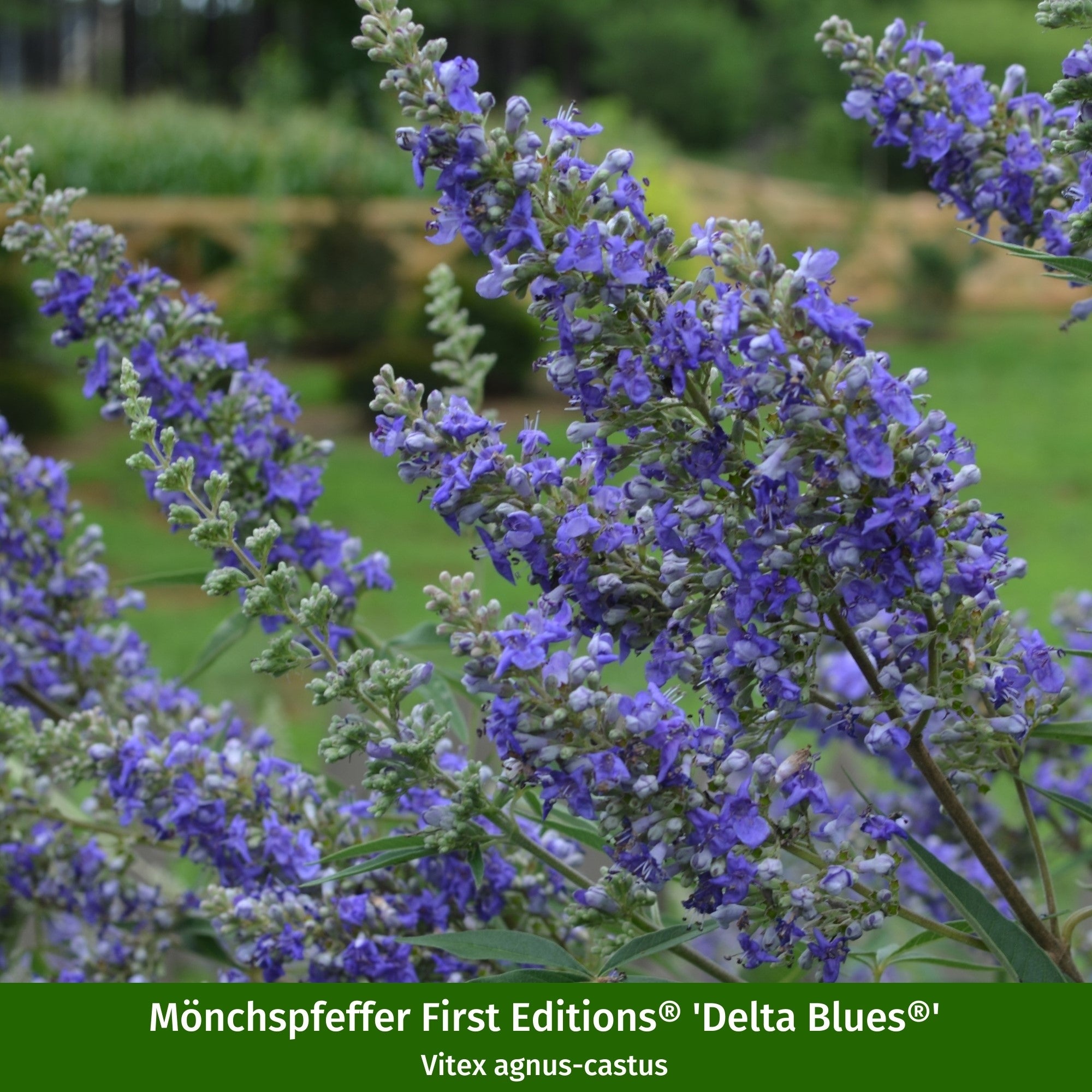 Pflanzen-Set "Vitex-Mix"