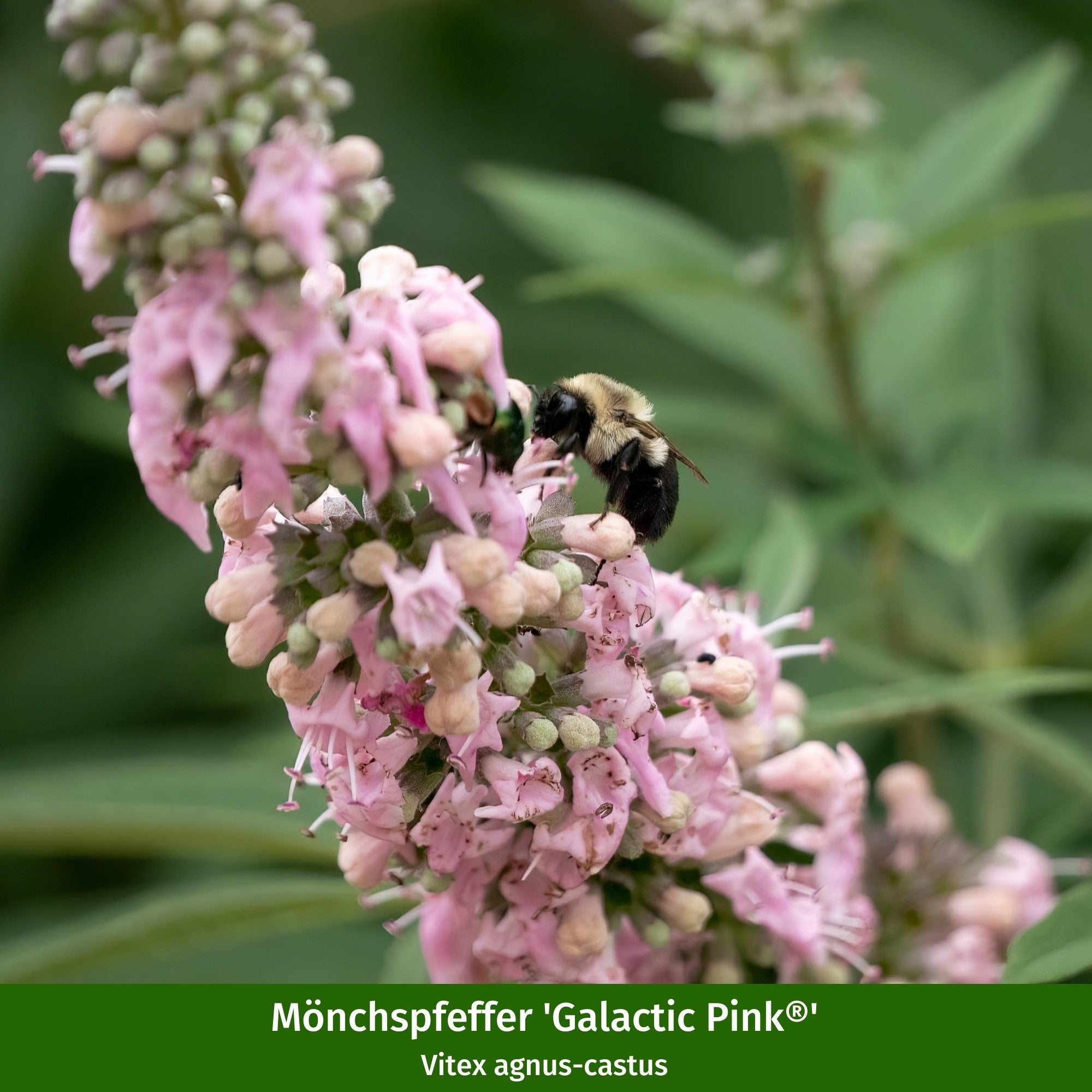 Pflanzen-Set "Vitex-Mix"