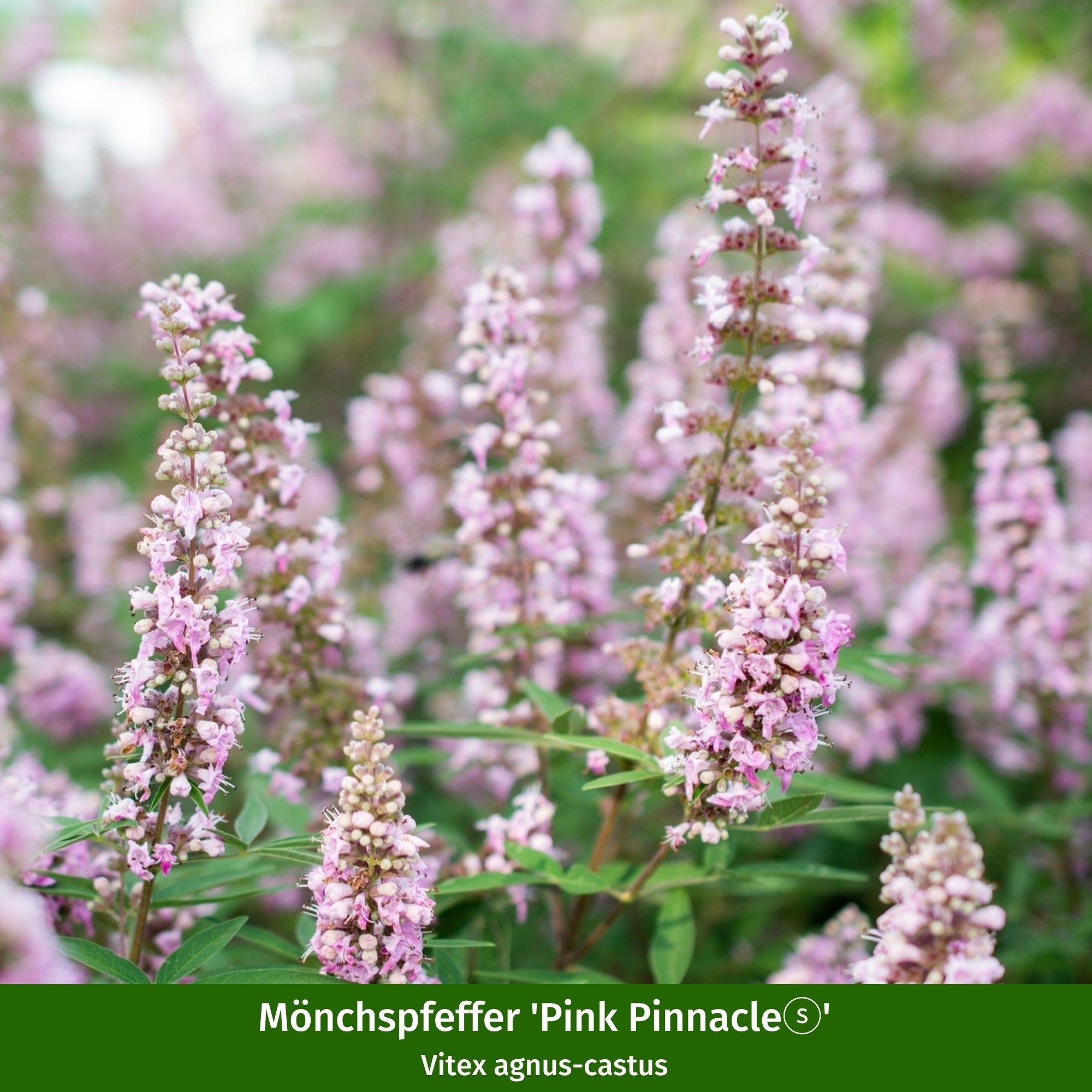 Pflanzen-Set "Vitex-Mix"