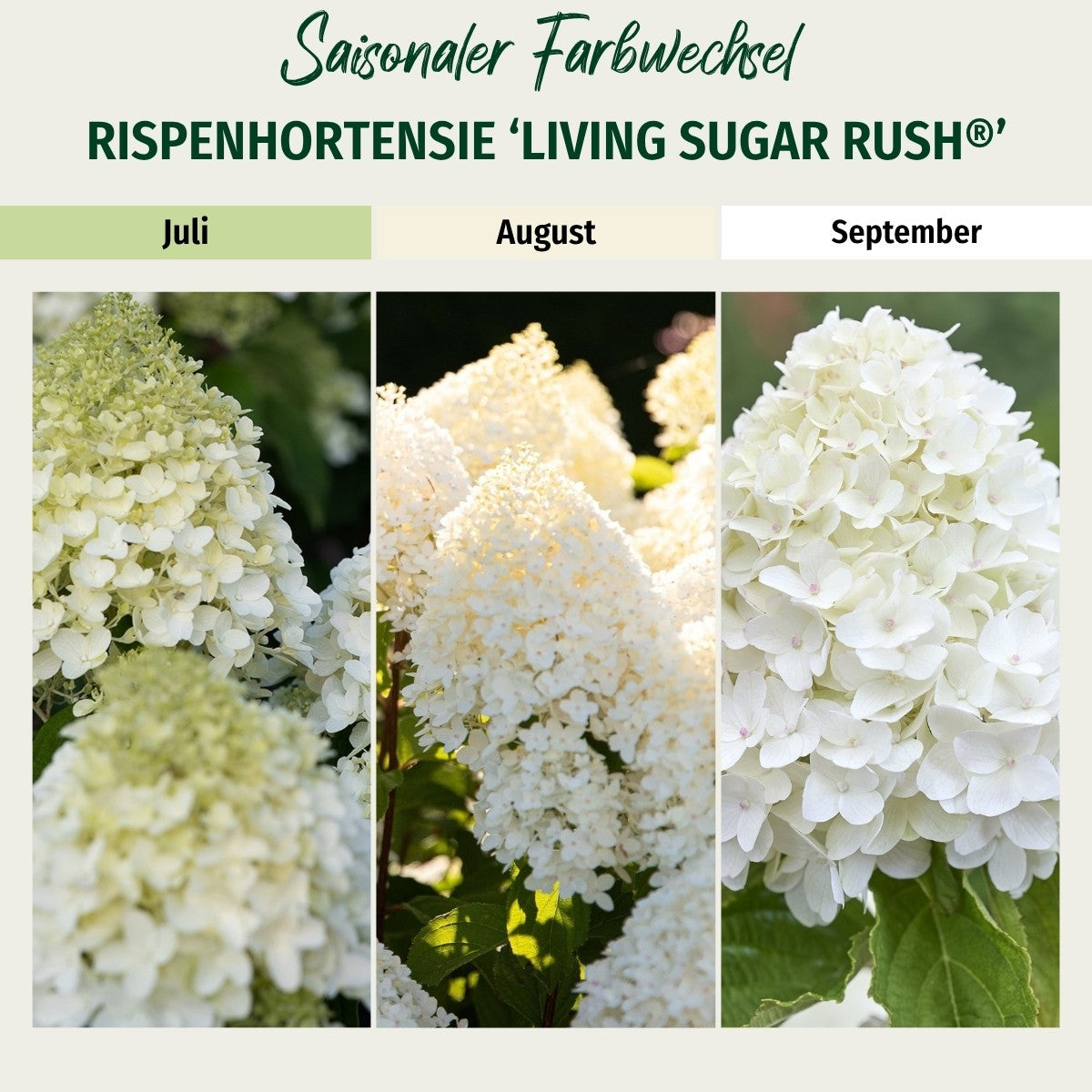 Rispenhortensie 'Living Sugar Rush®'