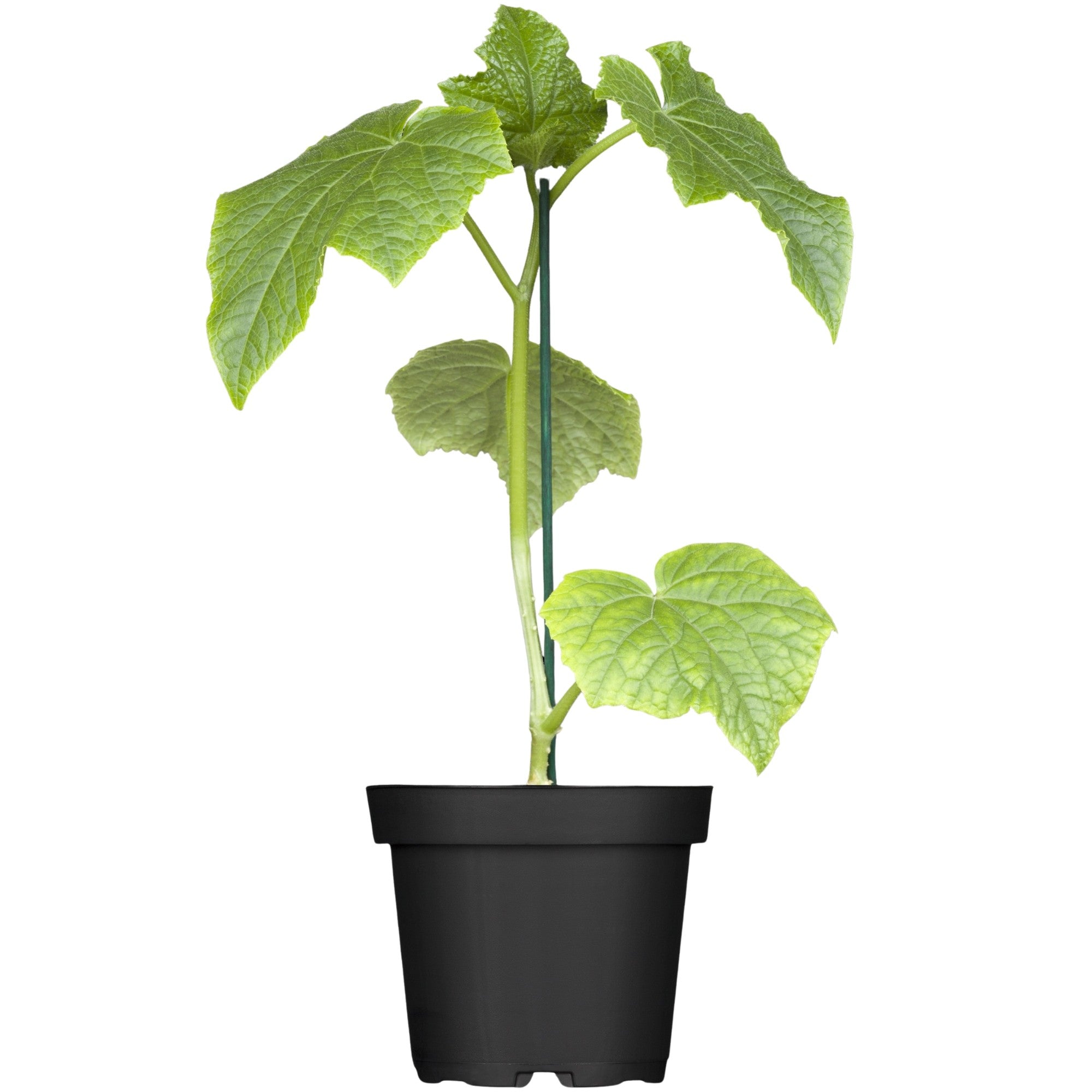 Midi-Schlangengurke 'Melva®'