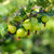 Bio Stachelbeere 'Mucurines' Halbstamm