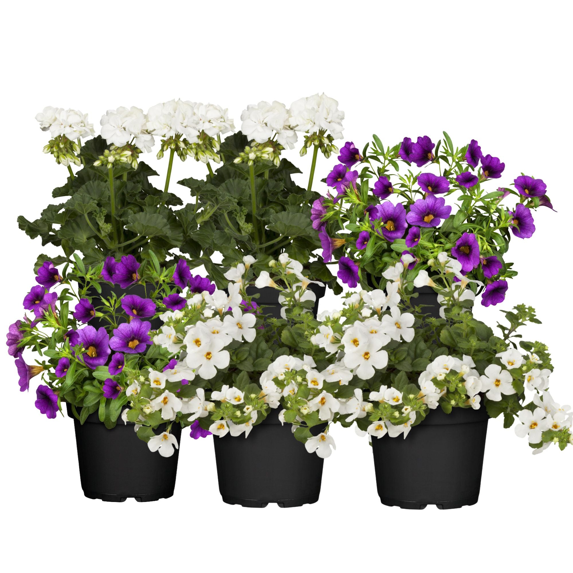 Balkonblumen "Blau-Weiße Sommerkühle"
