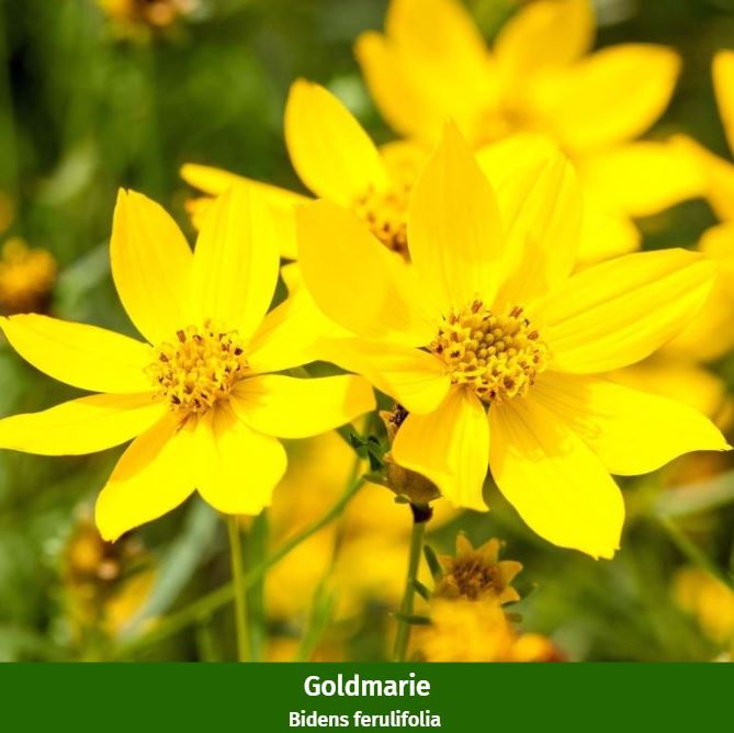 Balkonblumen "Sonnige Farbkontraste"
