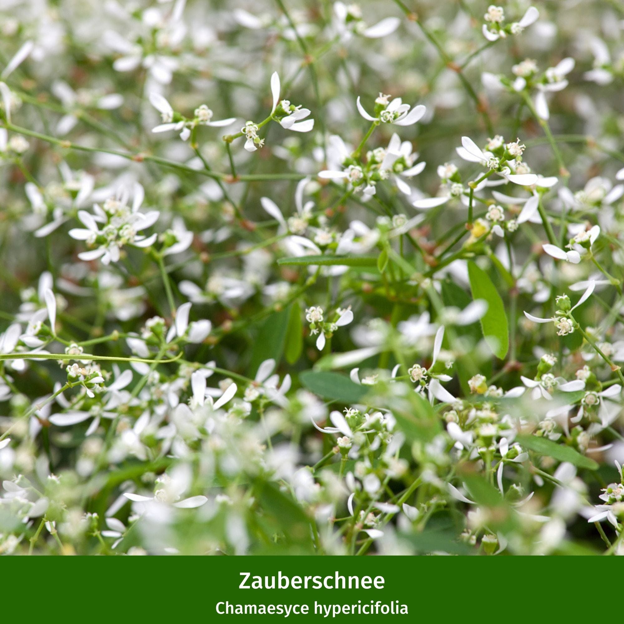 Balkonblumen "Romantische Blütenpracht“