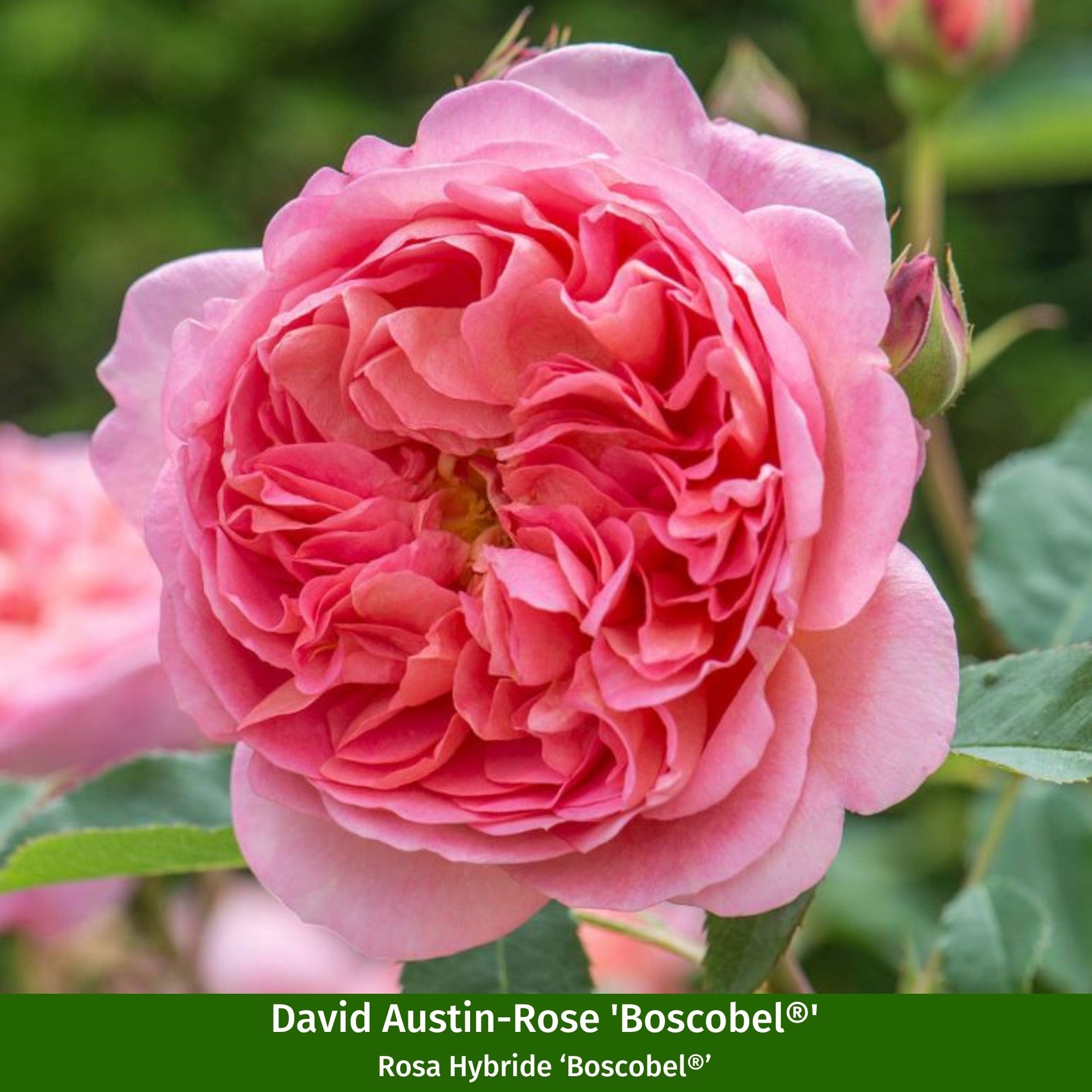 Besondere David Austin®-Rosen