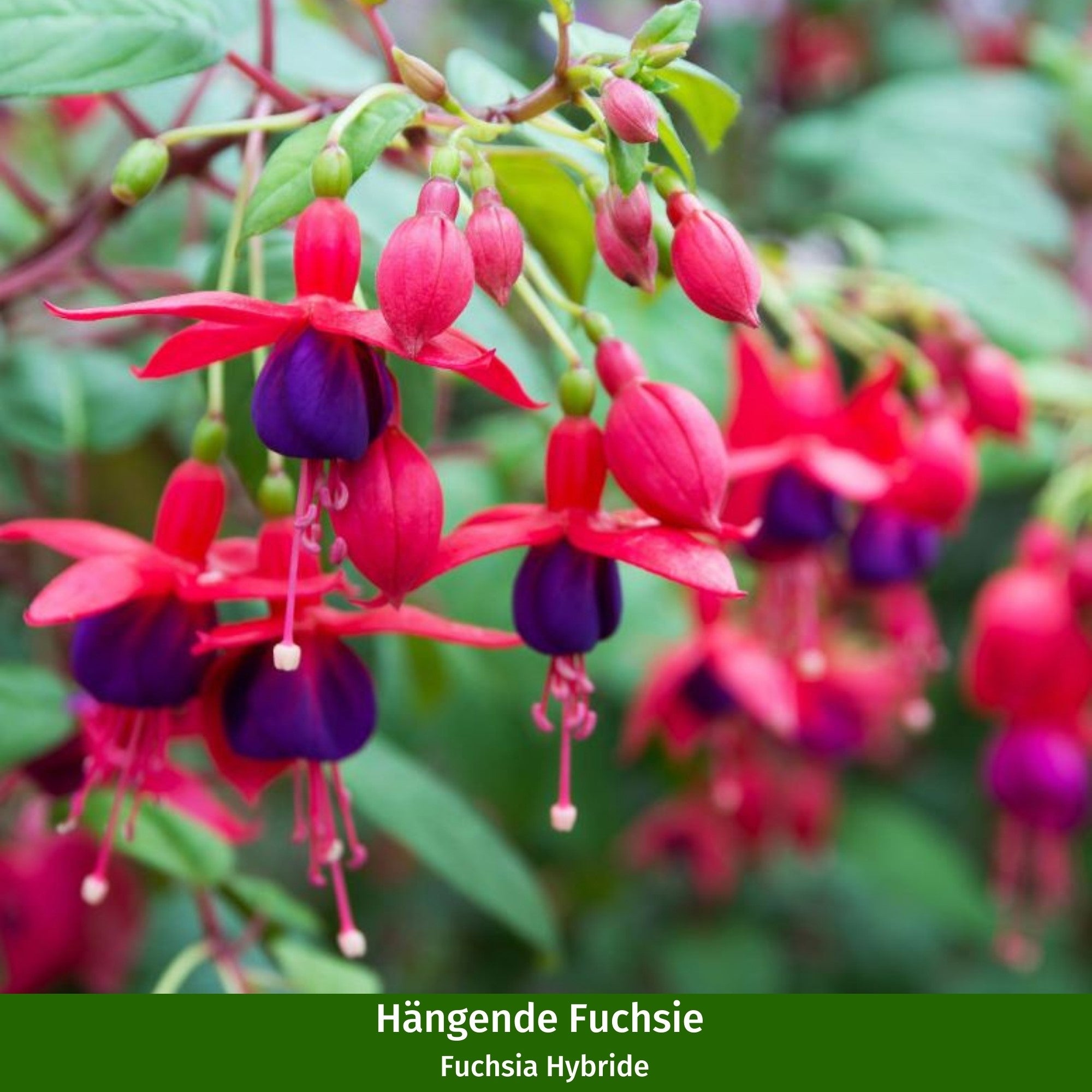 Stehende & Hängende Fuchsie, 6 Pflanzen