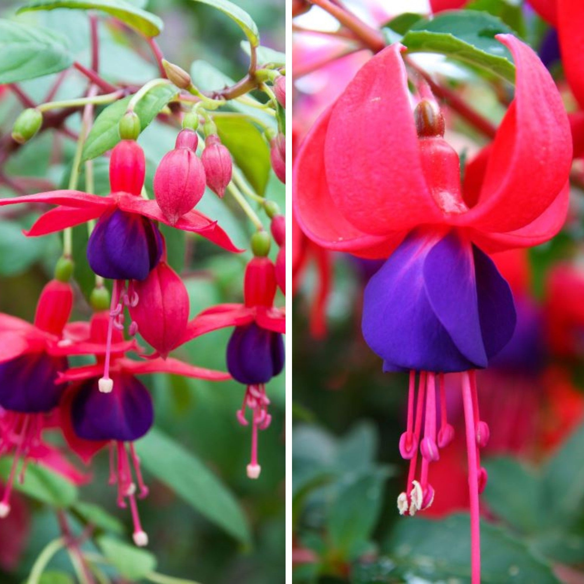 Stehende & Hängende Fuchsie, 6 Pflanzen
